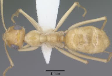 Myrmecocystus navajo — queen photo 8