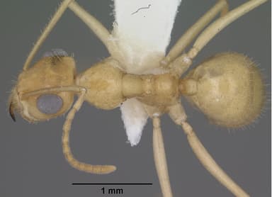 Myrmecocystus navajo — queen photo 10