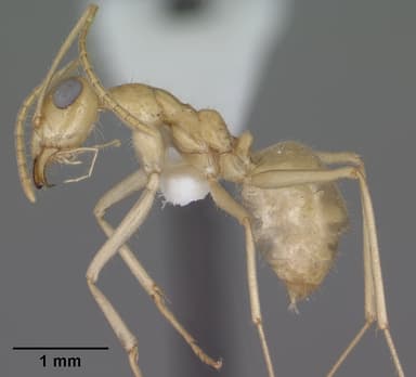 Myrmecocystus navajo — queen photo 13