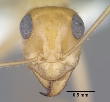 Myrmecocystus navajo — queen photo 14