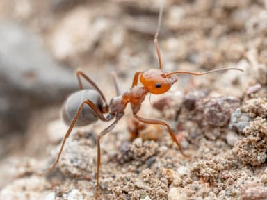 Myrmecocystus placodops photo 5