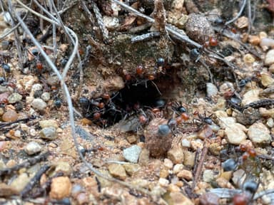 Myrmecocystus placodops photo 9