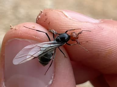 Myrmecocystus placodops photo 10