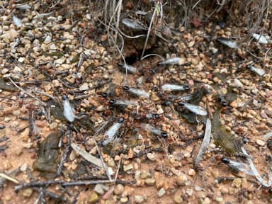 Myrmecocystus placodops photo 11