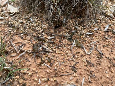 Myrmecocystus placodops photo 12