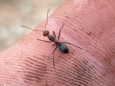 Myrmecocystus placodops photo 13