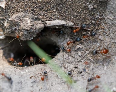 Myrmecocystus placodops photo 14