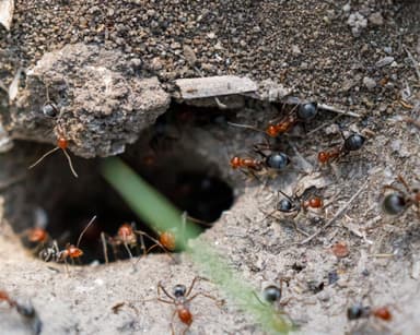 Myrmecocystus placodops photo 15
