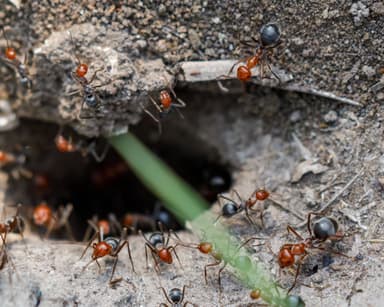 Myrmecocystus placodops photo 20