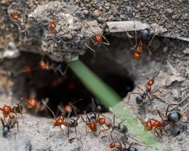 Myrmecocystus placodops photo 22