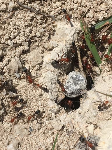 Myrmecocystus placodops photo 34