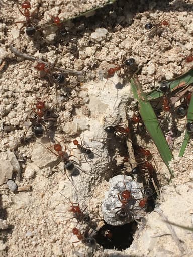Myrmecocystus placodops photo 37