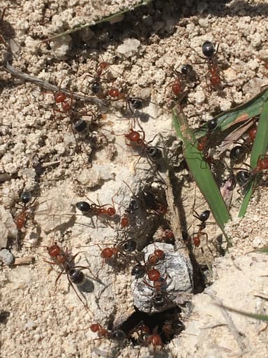 Myrmecocystus placodops photo 38