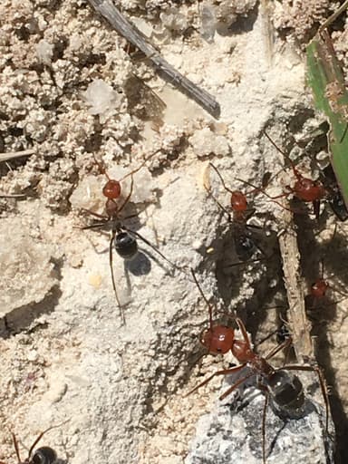 Myrmecocystus placodops photo 41