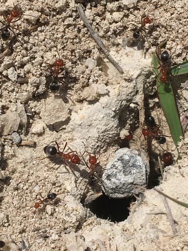 Myrmecocystus placodops photo 44