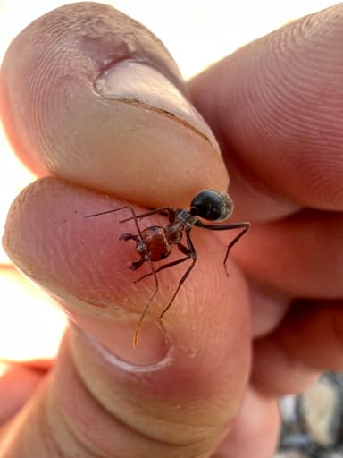 Myrmecocystus placodops photo 50