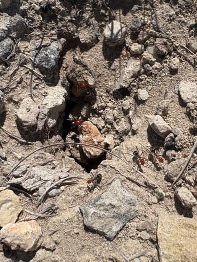 Myrmecocystus placodops photo 51