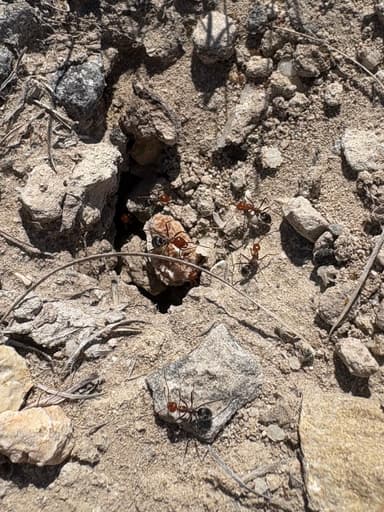 Myrmecocystus placodops photo 55