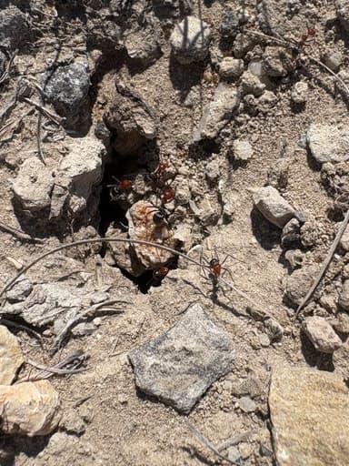 Myrmecocystus placodops photo 56