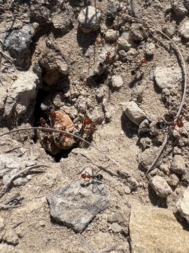 Myrmecocystus placodops photo 59