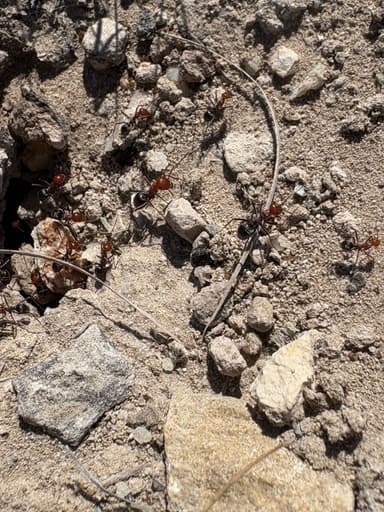 Myrmecocystus placodops photo 60