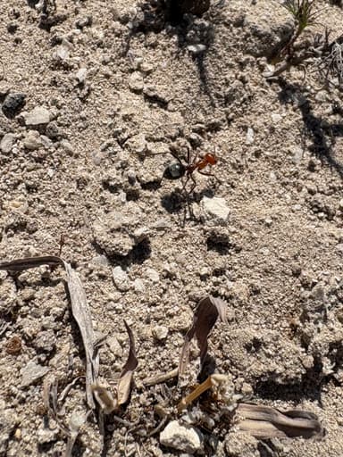 Myrmecocystus placodops photo 65