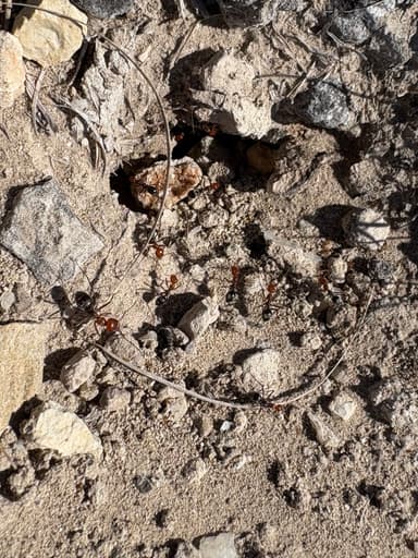 Myrmecocystus placodops photo 69