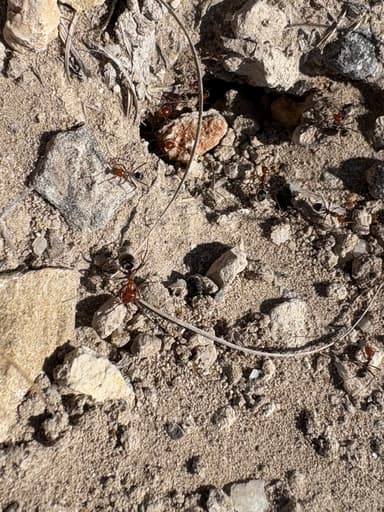 Myrmecocystus placodops photo 70