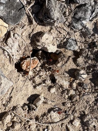 Myrmecocystus placodops photo 73