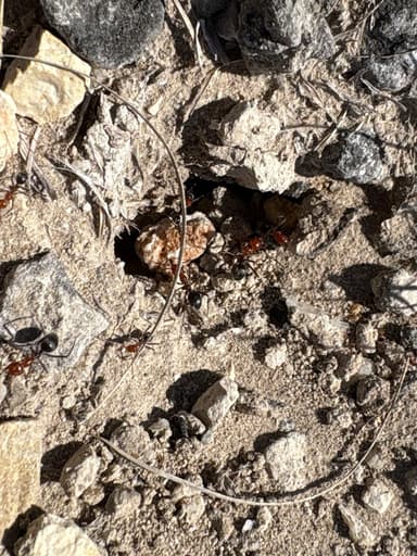 Myrmecocystus placodops photo 76