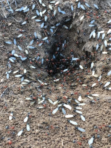 Myrmecocystus placodops photo 80