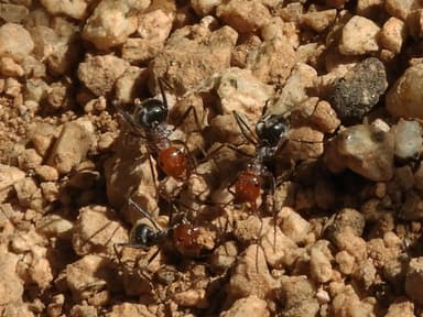 Myrmecocystus placodops photo 81