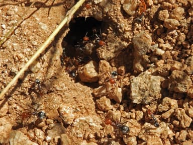 Myrmecocystus placodops photo 82