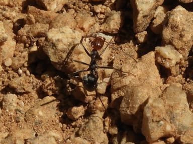 Myrmecocystus placodops photo 83