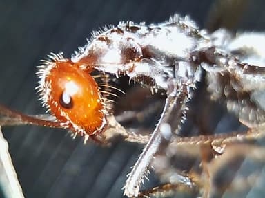 Myrmecocystus placodops photo 84