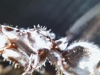 Myrmecocystus placodops photo 85