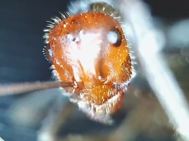 Myrmecocystus placodops photo 86