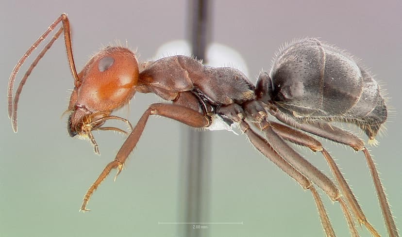 Myrmecocystus placodops photo 1