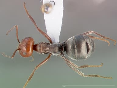 Myrmecocystus placodops — queen photo 2