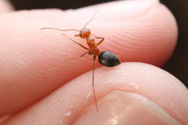 Myrmecocystus semirufus photo 8
