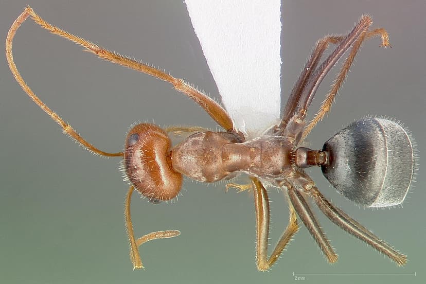 Myrmecocystus semirufus photo 1