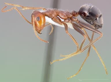 Myrmecocystus semirufus — queen photo 2