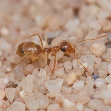 Myrmecocystus testaceus photo 4
