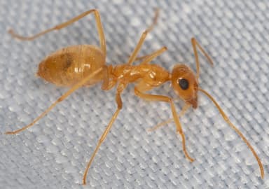 Myrmecocystus testaceus photo 6