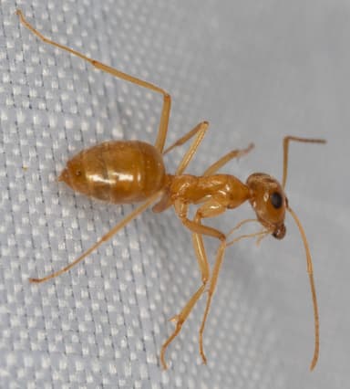 Myrmecocystus testaceus photo 7