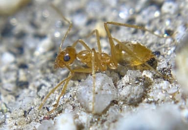 Myrmecocystus testaceus — colony photo 9