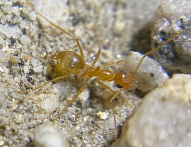 Myrmecocystus testaceus — colony photo 10