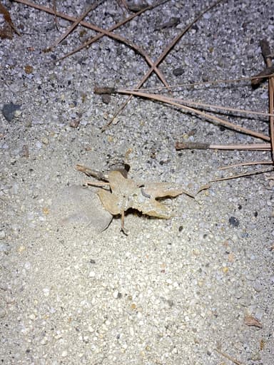 Myrmecocystus testaceus — colony photo 11