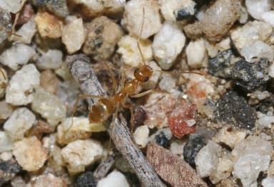 Myrmecocystus testaceus photo 13
