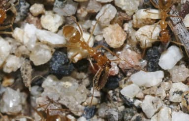 Myrmecocystus testaceus photo 14